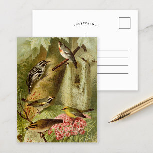 Oiseaux d'Amérique du Nord   Carte postale de Gust