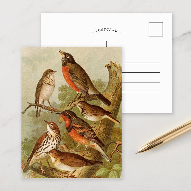 Oiseaux d'Amérique du Nord | Carte postale de Gust (Créateur téléchargé)