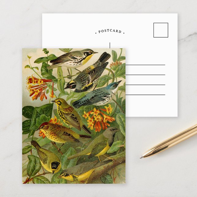 Oiseaux d'Amérique du Nord | Carte postale de Gust (Créateur téléchargé)