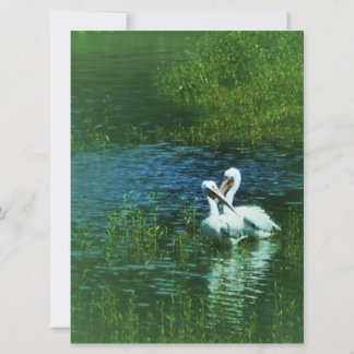 Oiseaux d'amour Pélican blanc couple MWUH!