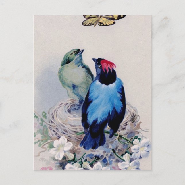 Oiseaux dans la carte postale du nid (Devant)