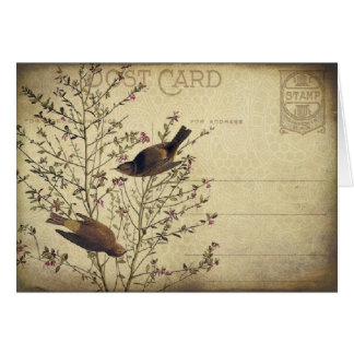 Oiseaux de baie
