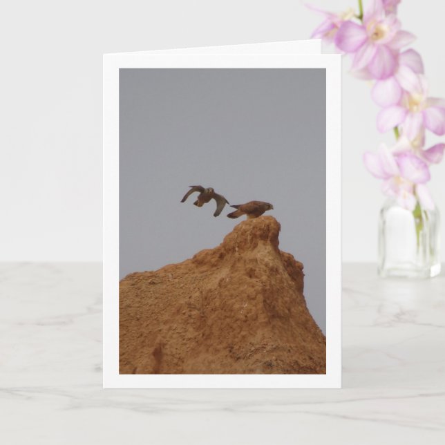 Oiseaux de faucille, Carte Falco Tinnunculus (Orchidée)