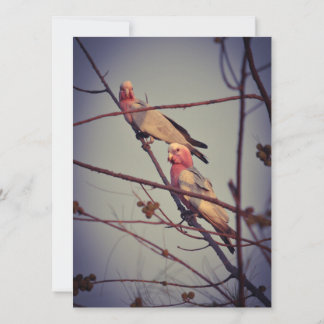 Oiseaux de Galah dans l'arbre 1