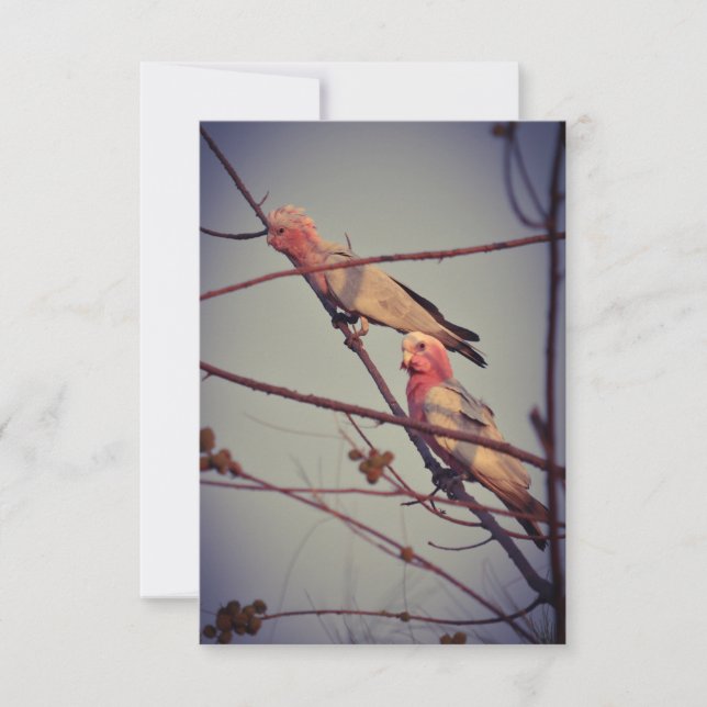 Oiseaux de Galah dans l'arbre 2 (Devant)