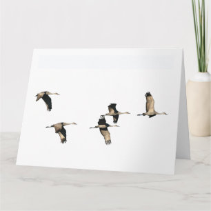 Oiseaux de grue de Sandhill pilotant la carte de
