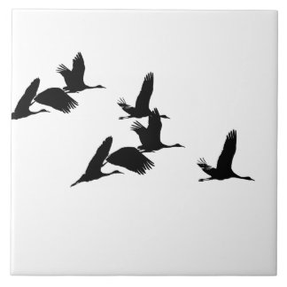 Oiseaux de grue de Sandhill pilotant le carreau de