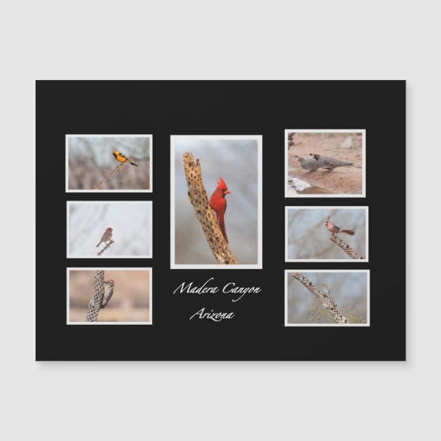 Oiseaux de Madera Canyon Arizona (Devant)