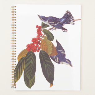 Oiseaux de Paruline Céruleenne d'Audubon avec baie