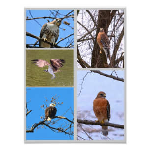 Oiseaux de proie photo collage