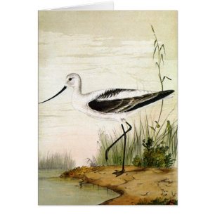 Oiseaux de rivage de la vie marine vintage, oiseau