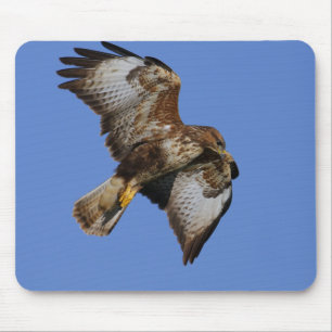 Oiseaux des tapis de souris de proie