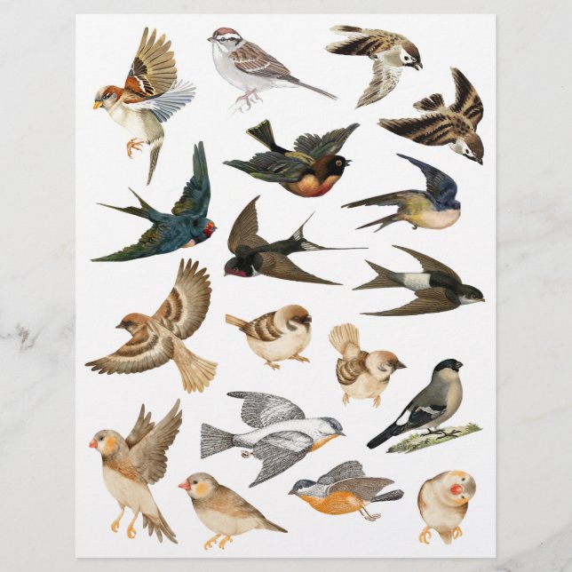 Oiseaux en vol et repos coupe mousseuse (Devant)