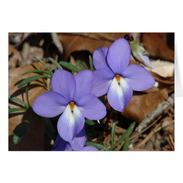 Oiseaux fleur sauvage-Pied Violet III Cadeaux et v (Devant horizontal)
