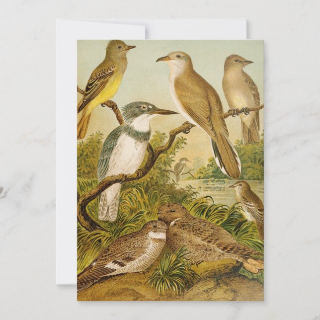 Oiseaux nord-américains | Anton Goering (Devant)