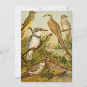 Oiseaux nord-américains Anton Goering