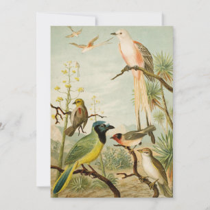 Oiseaux nord-américains Anton Goering