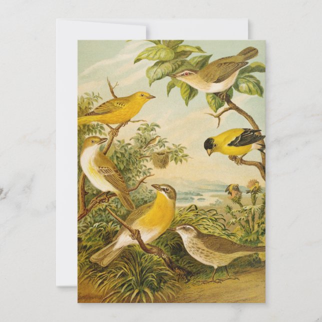 Oiseaux nord-américains | Anton Goering (Devant)