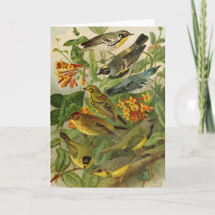 Oiseaux nord-américains   Carte tzel Gustav Mü