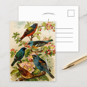 Oiseaux nord-américains   Gustav Mü tzel Carte po