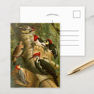 Oiseaux nord-américains   Gustav Mü tzel Carte po