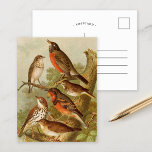 Oiseaux nord-américains | Gustav Mü tzel Carte po<br><div class="desc">Illustration de l'artiste allemand Gustav Mü tzel tirée du livre Die Nordamerikanische Vogelwelt de 1891 (Le Monde des oiseaux nord-américains). Le livre décrit chacun des oiseaux nord-américains que Heinrich Nehrling avait rencontrés ou lus à propos de. Le volume est magnifiquement illustré par le professeur Robert Ridgway de la Smithsonian Institution...</div>
