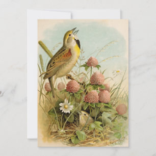 Oiseaux nord-américains   Robert Ridgway