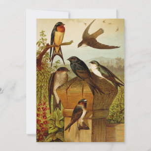 Oiseaux nord-américains   Tzel Gustav Mü