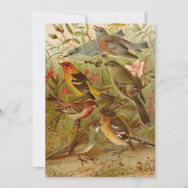 Oiseaux nord-américains | Tzel Gustav Mü (Devant)