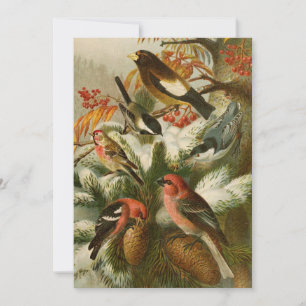 Oiseaux nord-américains   Tzel Gustav Mü