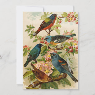 Oiseaux nord-américains   Tzel Gustav Mü