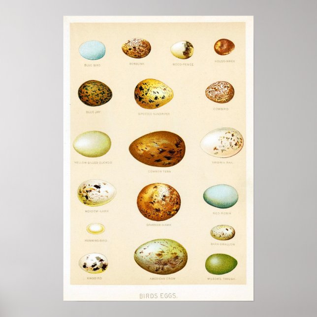 Oiseaux OEufs Poster vintage (Devant)