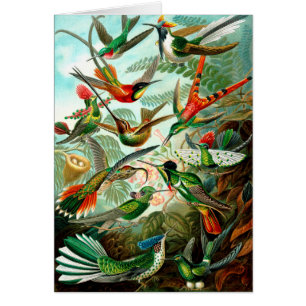 Oiseaux par Ernst Haeckels Kunstformen - Art Vinta