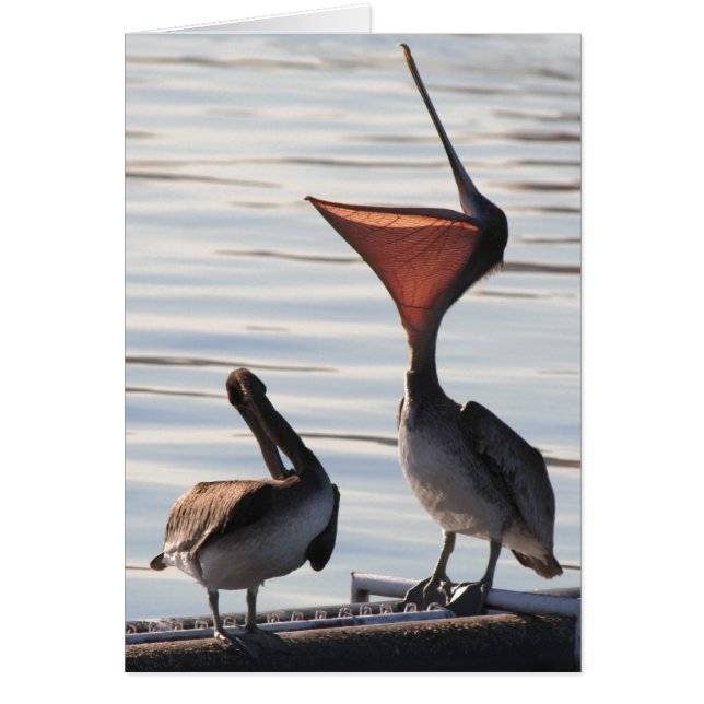 Oiseaux pélicans Animaux sauvages (Devant)