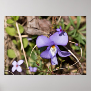 Oiseaux-Pied Violet avec Bluets Poster Fleur sauva
