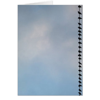 Oiseaux, San Francisco