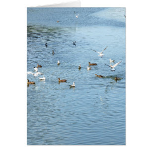 Oiseaux Sur La Rivière D'Été