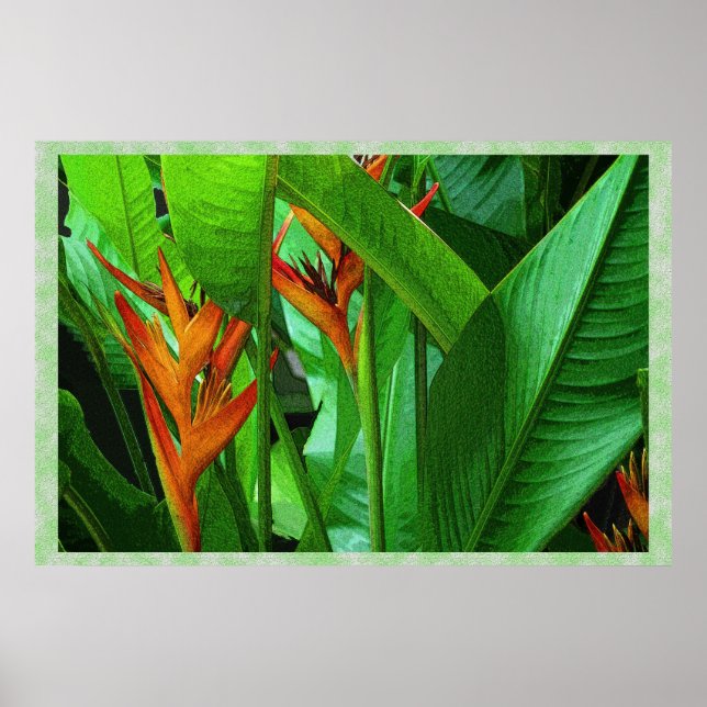Oiseaux tropicaux 36 x 24 Poster (Devant)