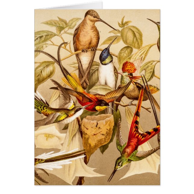 Oiseaux vintages d'oiseaux de colibris d'oiseau de (Devant)