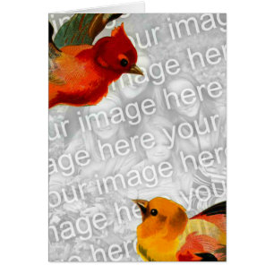 Oiseaux Votre Image Ici