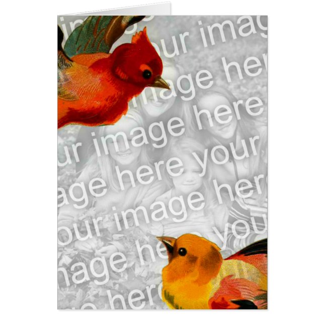 Oiseaux Votre Image Ici (Devant)