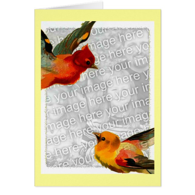 Oiseaux, Votre Photo Ici (Devant)