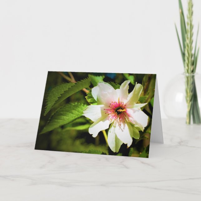 Okame Cherry Tree Blossom, carte (Devant)