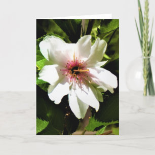 Okame Cherry Tree, carte