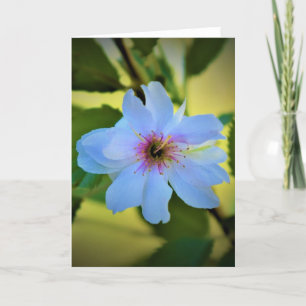 Okame Cherry Tree, carte