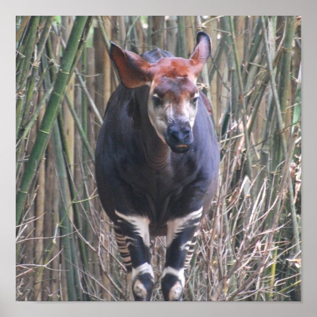 Okapi Poster (Devant)