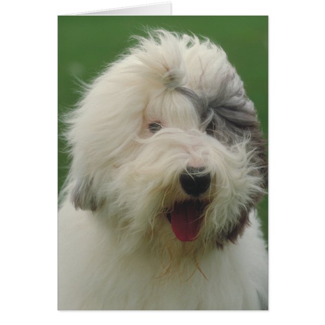 Old English Sheepdog (Devant)