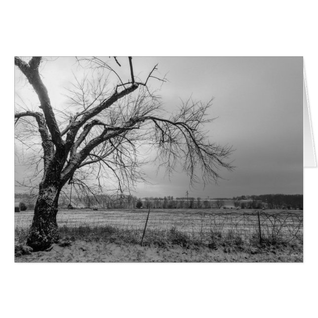 Old Winter Tree Gris (Devant Horizontal)