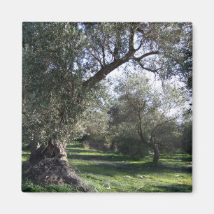 Olive Grove Grec Magnet
