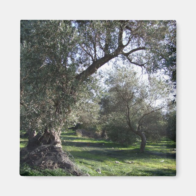 Olive Grove Grec Magnet (Devant)